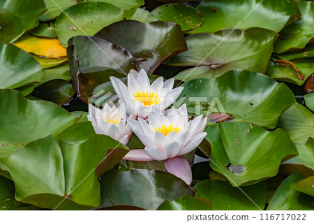 Three white flowers are floating on the surface of a pond 116717022