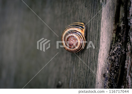 A small, spiral-shaped shell is sitting on a wooden surface A small, spiral-shaped shell is sitting on a wooden surface 116717044