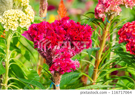 Multi-coloured velvety crested cocks comb flowers Multi-coloured velvety crested cocks comb flowers 116717064