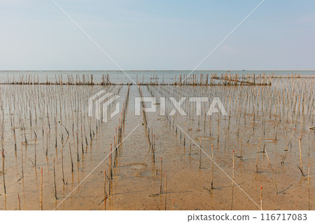 Mangrove kindergarten preserve area seedlings sprouts mangrove forest. Thailand Mangrove kindergarten preserve area seedlings sprouts mangrove forest. Thailand 116717083