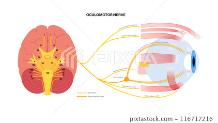 Oculomotor nerve poster 116717216