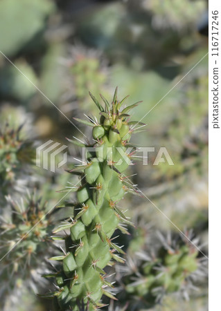 Cane cholla 116717246
