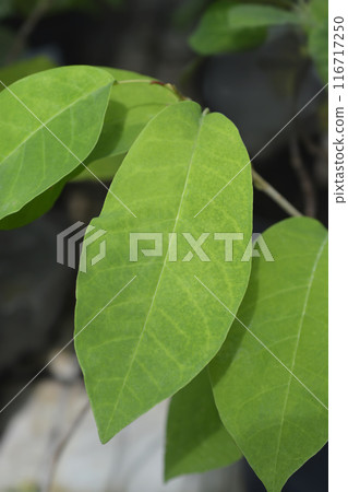 Siebolds magnolia 116717250