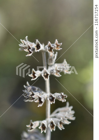 Yellow germander 116717254