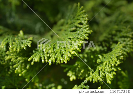 Hinoki cypress Gracils Hinoki cypress Gracils 116717258