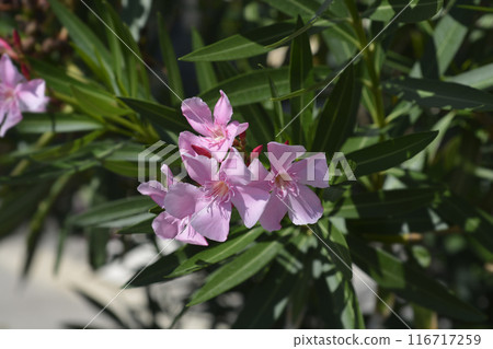 Common oleander Common oleander 116717259