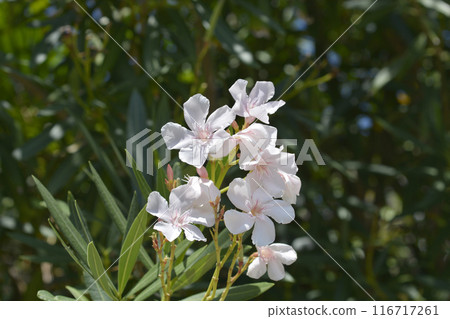 Common oleander 116717261