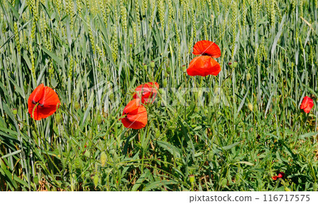 Green wheat field and scarlet poppy flowers. Wide photo. 116717575
