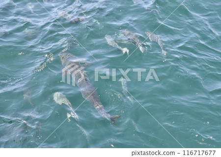 The Sea of Tainoura, Chiba The Sea of Tainoura, Chiba 116717677