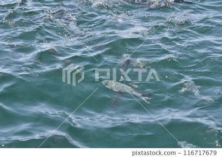 The Sea of Tainoura, Chiba 116717679