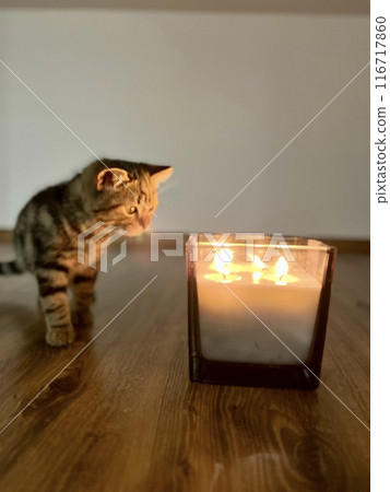 Cute tabby Cat sitting on the floor and a burning candle on a wooden floor in the room. Selective focus. Cute tabby Cat sitting on the floor and a burning candle on a wooden floor in the room. Selective focus. 116717860