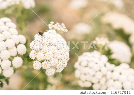 Large white flowers of the poisonous hogweed plant Large white flowers of the poisonous hogweed plant 116717911