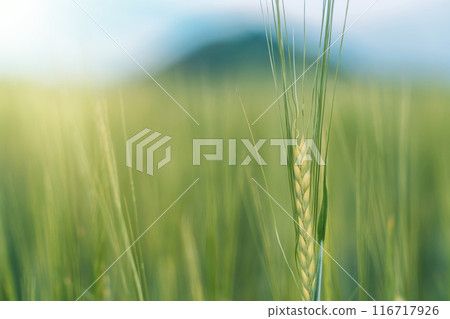 Green ears of wheat close up against blurred green field 116717926
