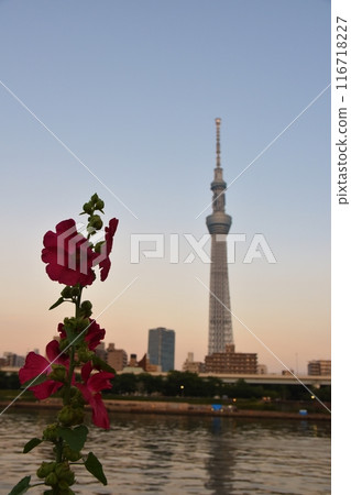 Hollyhocks and Skytree at dusk, Tokyo Hollyhocks and Skytree at dusk, Tokyo 116718227