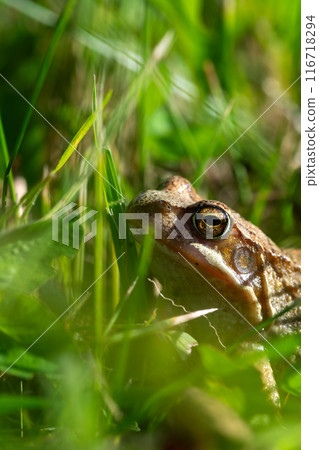 The serene frog is peacefully resting in a lush green habitat, blending in with its surroundings. Frog's eyes close up 116718294