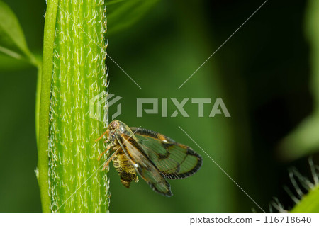Leafhopper Leafhopper 116718640