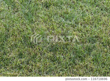 lawn grass, seamless texture, pavement, tile horizontal and vertical 116718696