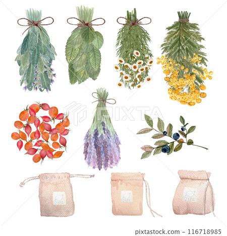 Lemon balm, lavender, blue tansy, blueberry, rose hips, chamomile bunches tea bags watercolor set isolated on white. High quality hand drawn art. For packages, infusions, herbal medicine, stickers Lemon balm, lavender, blue tansy, blueberry, rose hips, chamomile bunches tea bags watercolor set isolated on white. High quality hand drawn art. For packages, infusions, herbal medicine, stickers 116718985