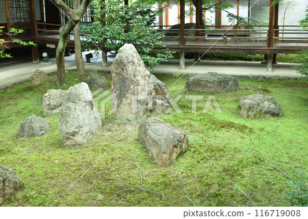 Early summer's Shion Garden, Kenninji Temple, Higashiyama Ward, Kyoto City Early summer's Shion Garden, Kenninji Temple, Higashiyama Ward, Kyoto City 116719008