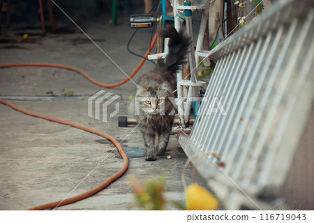 Well fed fat cat sitting near the door of the grocery 116719043