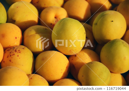Well fed fat cat sitting near the door of the grocery 116719044