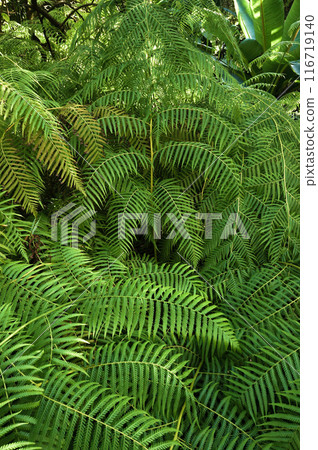 Cibotium Glaucum is Fern in the family Cyatheaceae native to Hawaii. 116719140