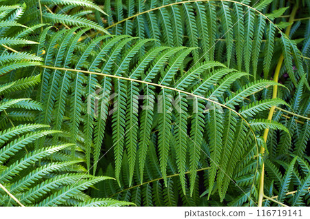 Cibotium Glaucum is Fern in the family Cyatheaceae native to Hawaii. 116719141