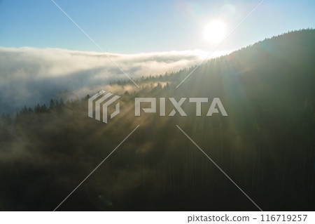 Aerial view of bright foggy morning over dark mountain forest trees at autumn sunrise. Beautiful scenery of wild woodland at dawn 116719257