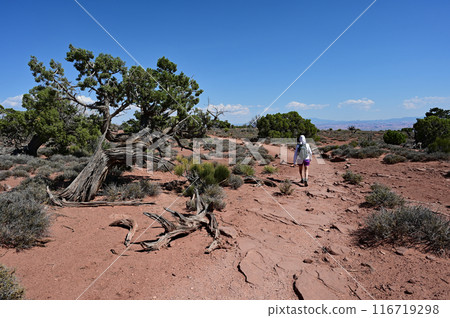 Woman hiking on White Rim Overlook Trail in Canyonlands National Park, Utah. 116719298