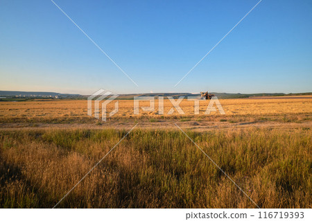 a wheat field in the golden rays of the sun 116719393