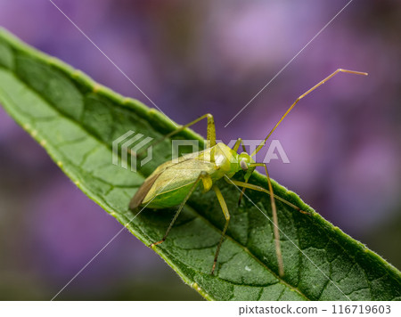 Potato bug sitting on plant leaf Potato bug sitting on plant leaf 116719603