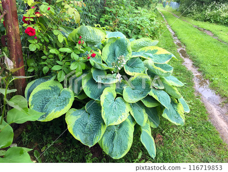 Green Foliage of Plant Hosta (Funkia). 116719853