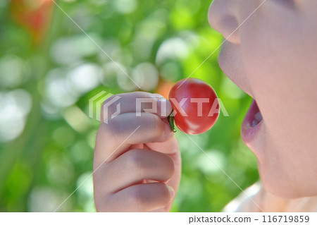 A child eating cherry tomatoes grown in a home garden A child eating cherry tomatoes grown in a home garden 116719859