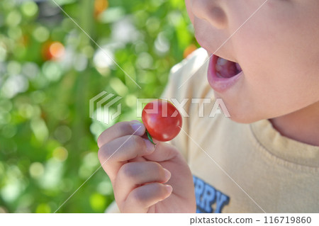 A child eating cherry tomatoes grown in a home garden A child eating cherry tomatoes grown in a home garden 116719860