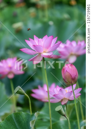 Lotus fields in full bloom at Ashinokura Lotus Village, Daigo Town, Ibaraki Prefecture 116719961