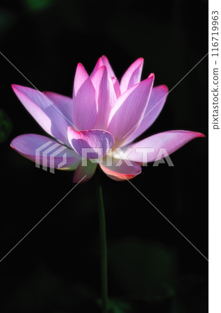 Lotus fields in full bloom at Ashinokura Lotus Village, Daigo Town, Ibaraki Prefecture 116719963