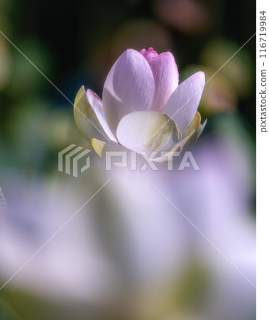 茨城縣醍醐町蘆之倉蓮花村荷花盛開的田野 茨城縣醍醐町蘆之倉蓮花村荷花盛開的田野 116719984