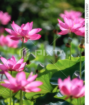 茨城縣醍醐町蘆之倉蓮花村荷花盛開的田野 茨城縣醍醐町蘆之倉蓮花村荷花盛開的田野 116719987