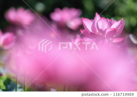 Lotus fields in full bloom at Ashinokura Lotus Village, Daigo Town, Ibaraki Prefecture 116719989