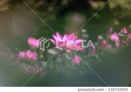 Lotus fields in full bloom at Ashinokura Lotus Village, Daigo Town, Ibaraki Prefecture 116719993