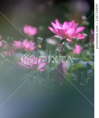 Lotus fields in full bloom at Ashinokura Lotus Village, Daigo Town, Ibaraki Prefecture Lotus fields in full bloom at Ashinokura Lotus Village, Daigo Town, Ibaraki Prefecture 116719994