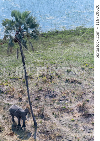 Aerial shot of an Elephant rubbing its head against a palm tree Aerial shot of an Elephant rubbing its head against a palm tree 116720020