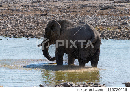 African Elephant drinking at a water hole African Elephant drinking at a water hole 116720026