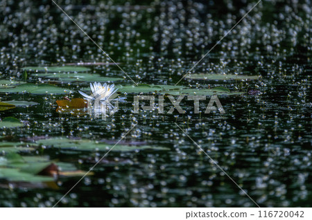 Water lilies at Miyanoike Park, Naka City, Ibaraki Prefecture 116720042