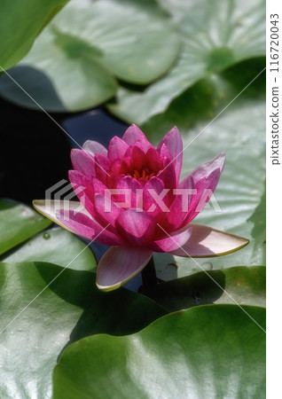 Water lilies at Miyanoike Park, Naka City, Ibaraki Prefecture 116720043