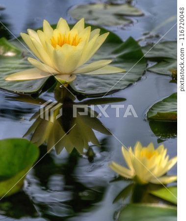 Water lilies at Miyanoike Park, Naka City, Ibaraki Prefecture Water lilies at Miyanoike Park, Naka City, Ibaraki Prefecture 116720048