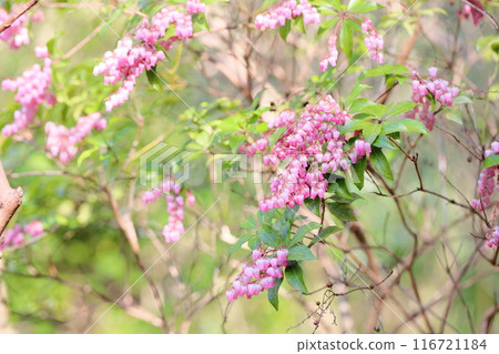 Acebi flower 116721184