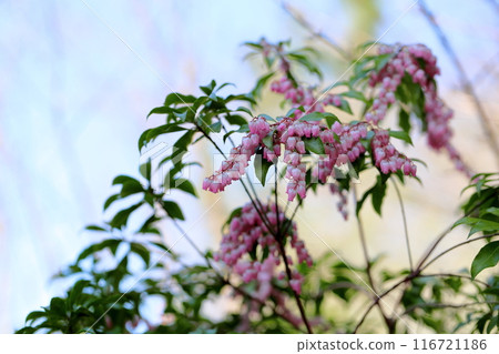 Acebi flower 116721186