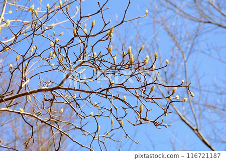 Buds of Haku Mukuren 116721187