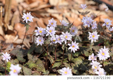 優雅的雪割一枝花 116721190